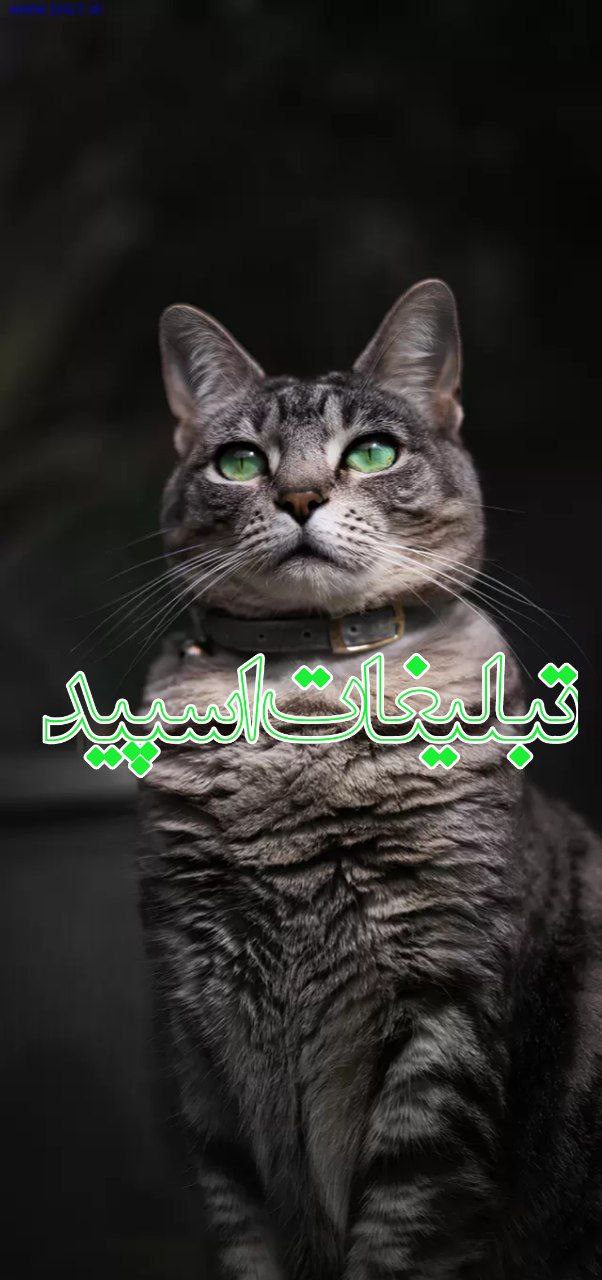 دوستان واقعی (1)