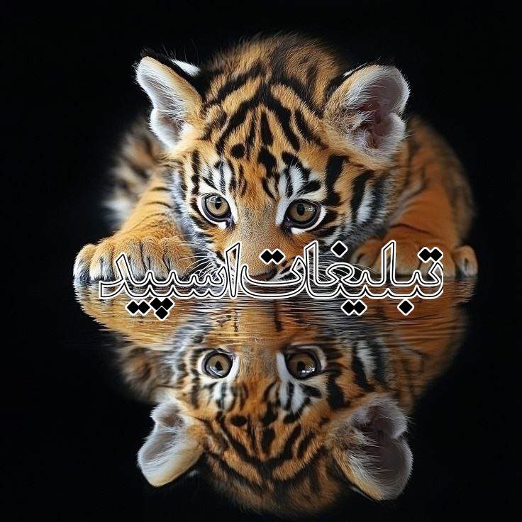 چرچیل (6)