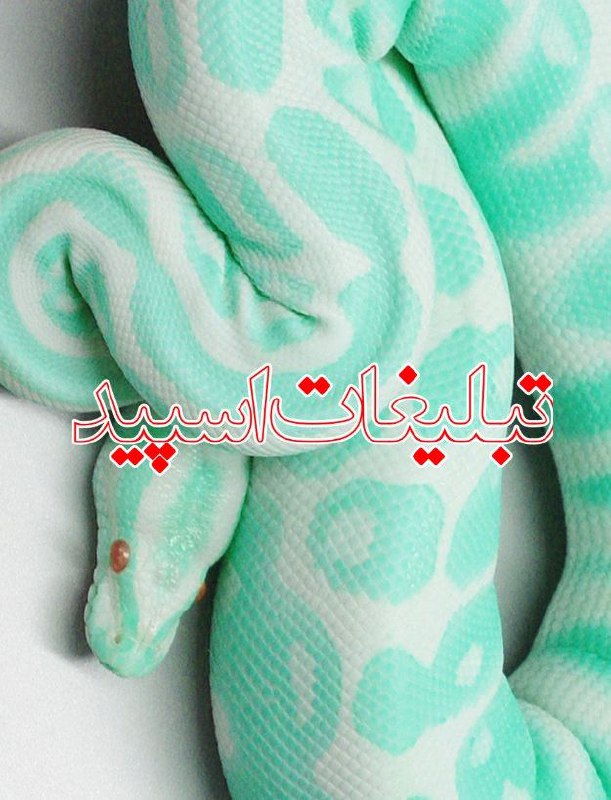 وایلد ولف (370)