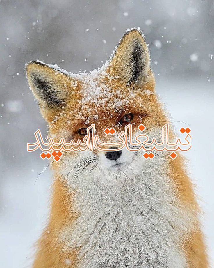 گروه سفیدبرفی