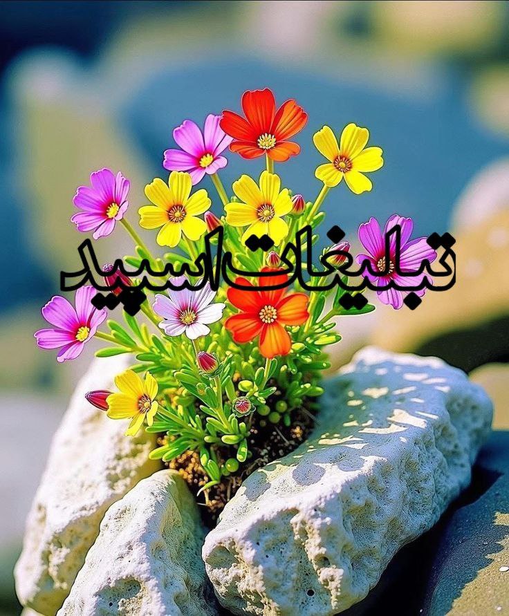 گپ بزرگ نپنتیا💋 (3)