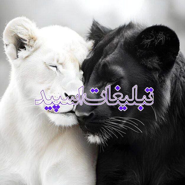 امپراطوری لاکچری (7)
