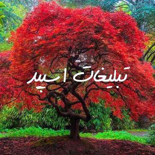 گروه چت تلگرام کافه کوروش و دوستان