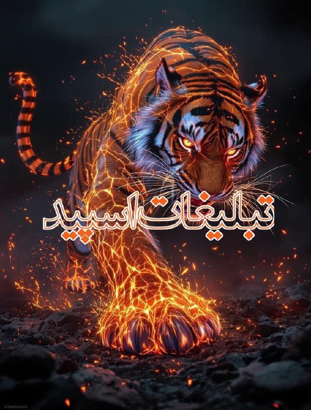 وایلد ولف|WILD WOLF (60)