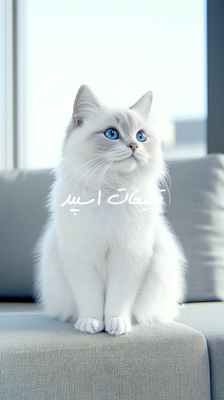 چتکده تلگرام محفل عشق