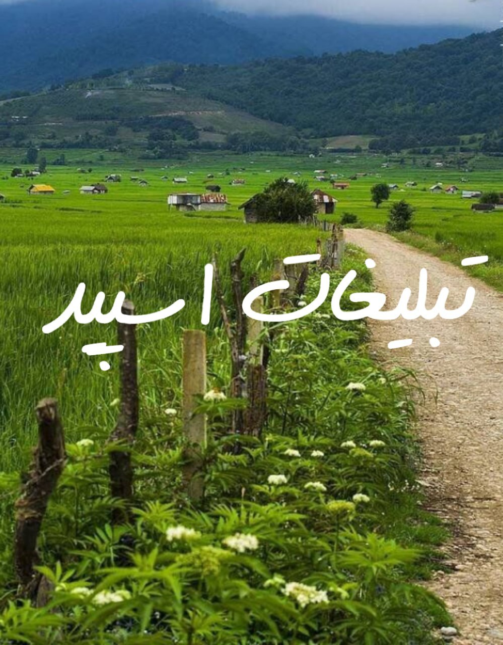 گروه چت تلگرام کافه کوروش ودوستان