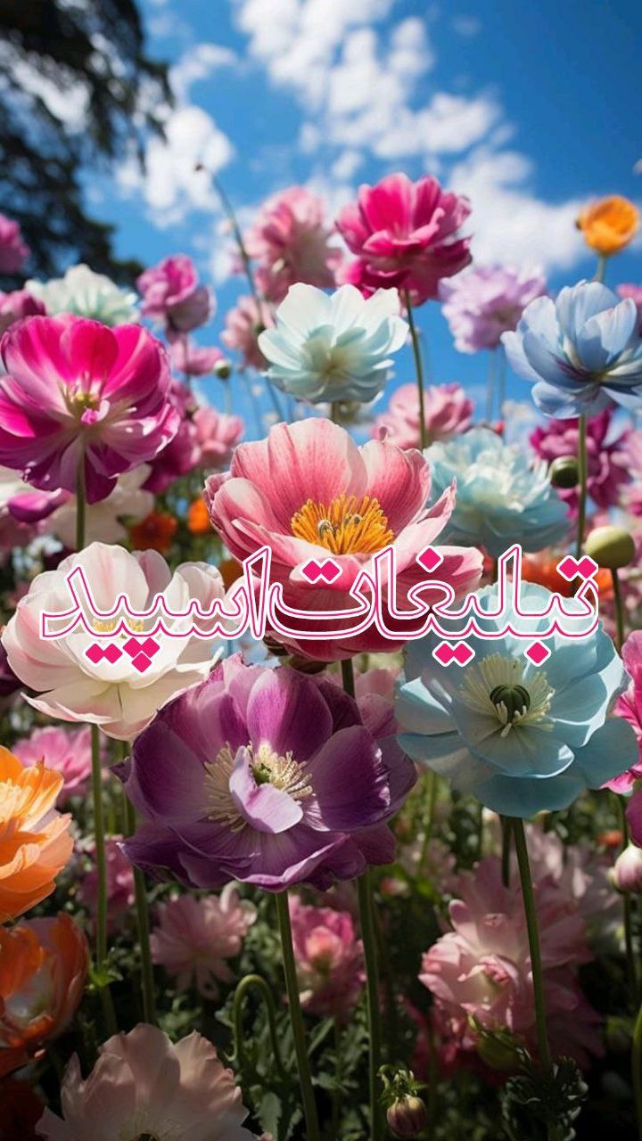 وایلد ولف (36)