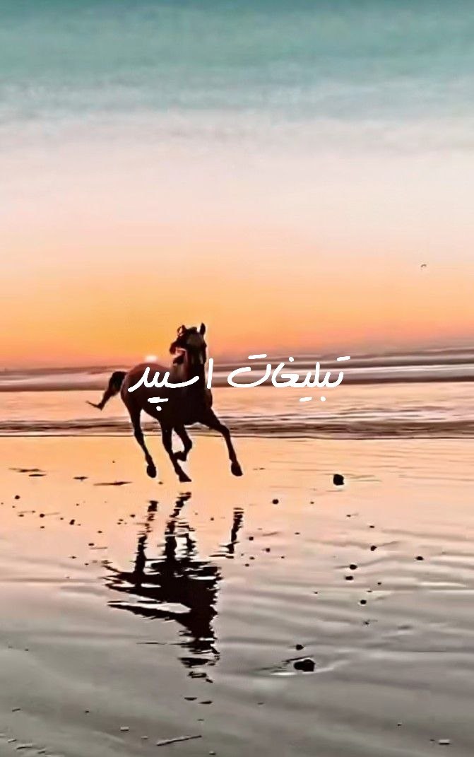 گروه تلگرام گل رز سفید