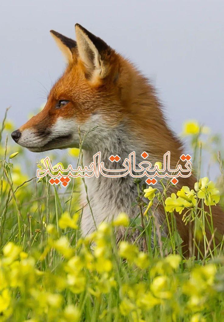 🔴💞✯امپراطوری لاکچری✯🔴 (23)