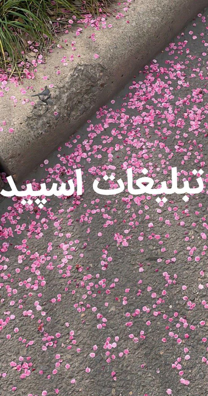 گروه چت تلگرام میتینگ شیرازیا