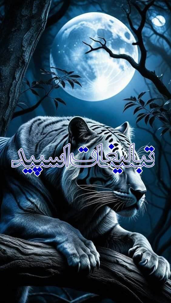 شب هایه بوشهر