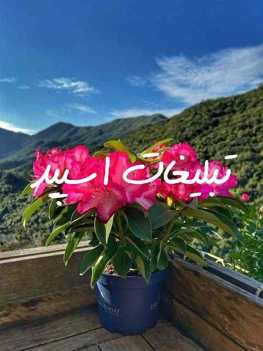 گروه چت تلگرام دورهمی دوستان