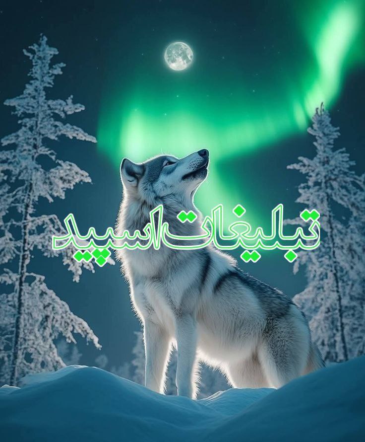 وایلد ولف (237)