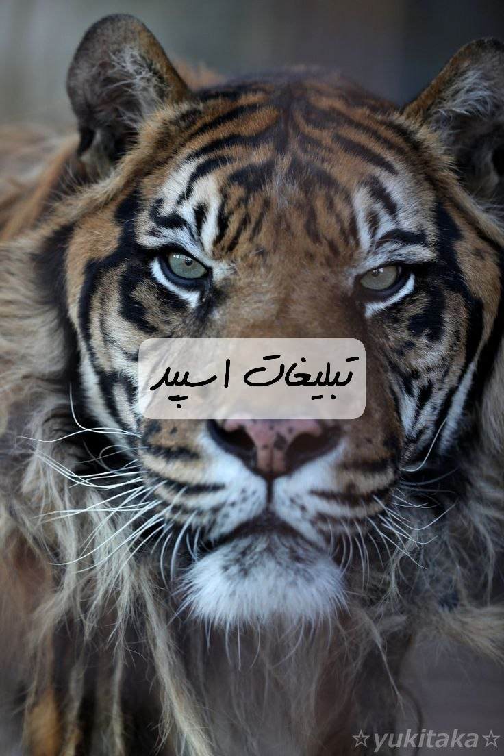 گروه تلگرام مخ زنی اهواز