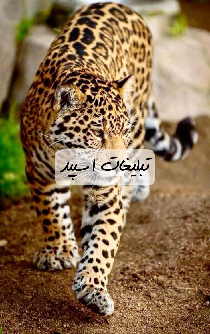 گروه تلگرام کاروان غم خراسان