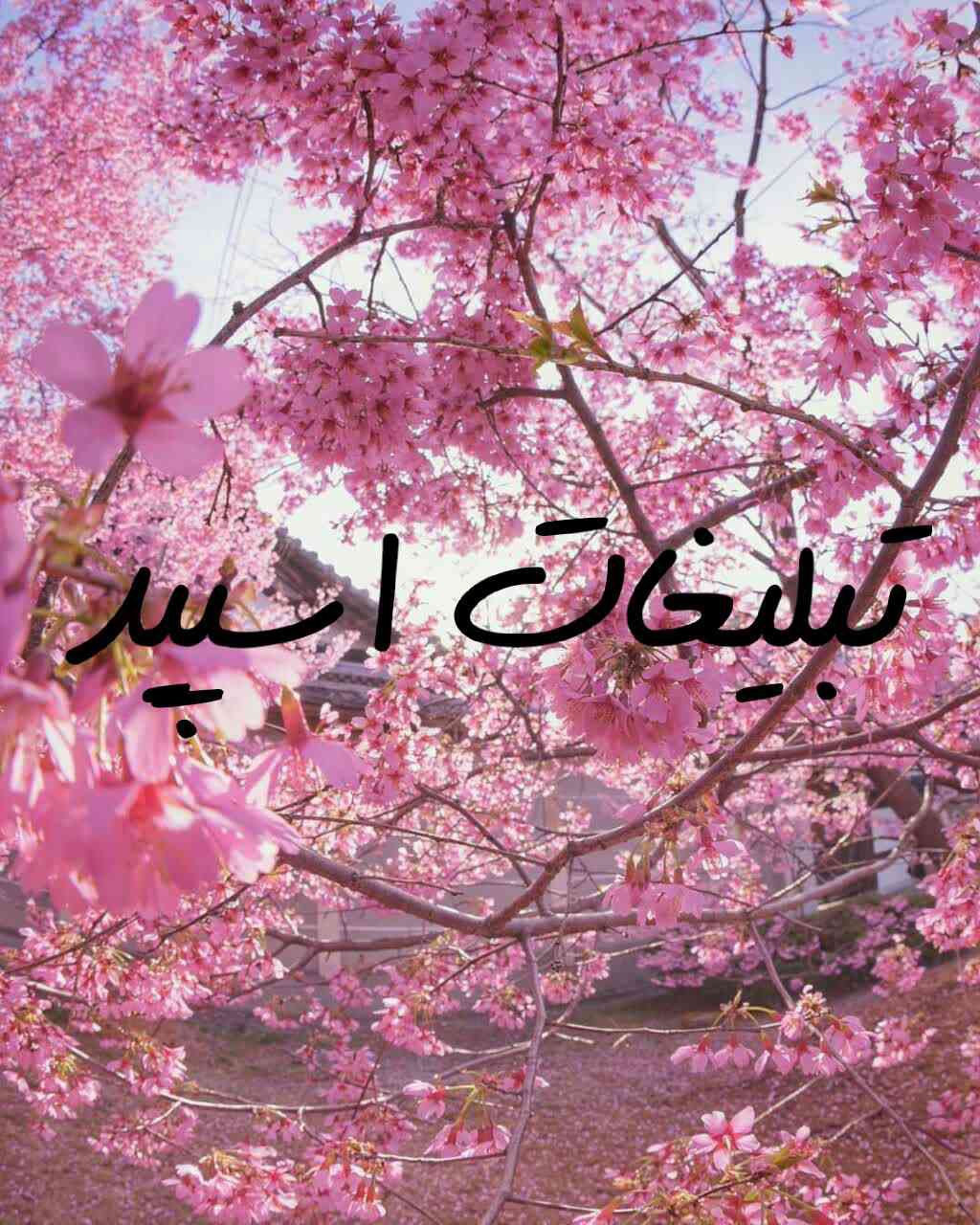 گپ تلگرام باحالا