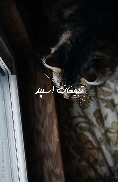 گروه آلاچیق دوستانه