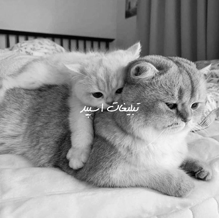 گروه چت محفل عشق 