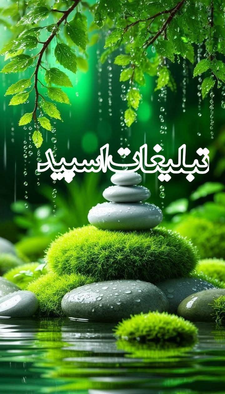 وایلد ولف|WILD WOLF (19)