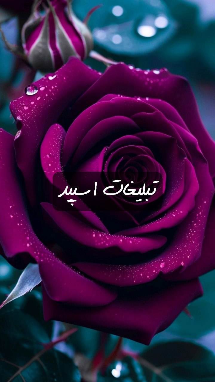 گروه تلگرام وایلدولف