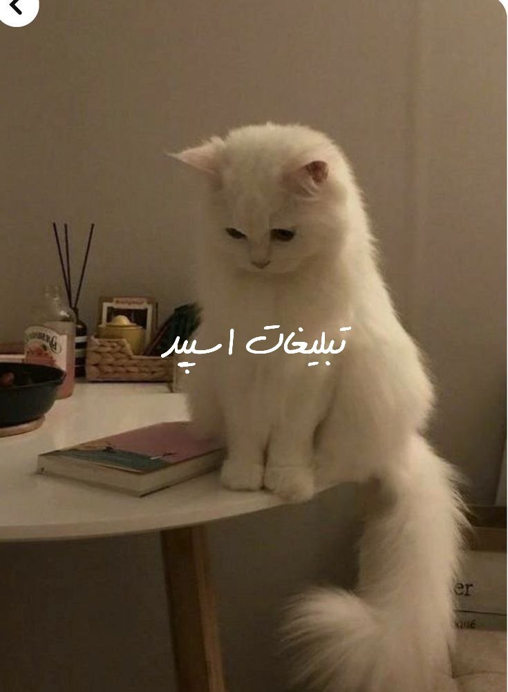 گروه تلگرام  وایلد ولف 