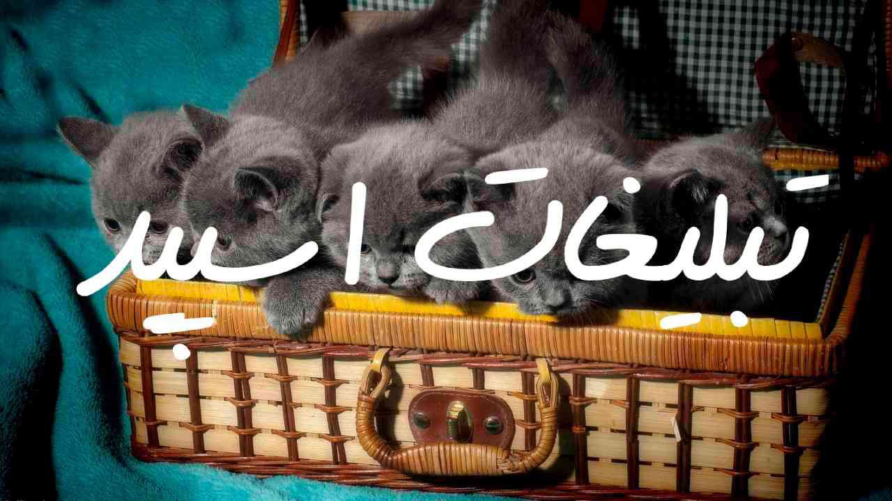 کانال مذهبی صف