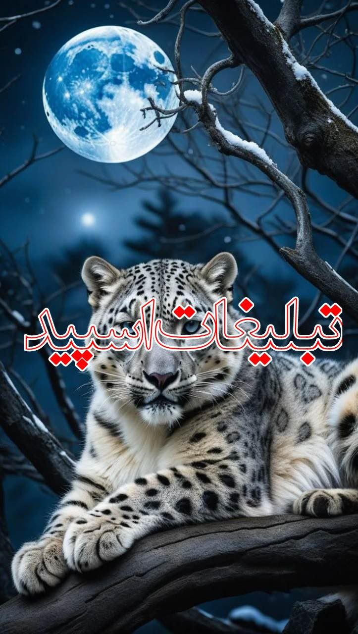 وایلد ولف|WILD WOLF (32)