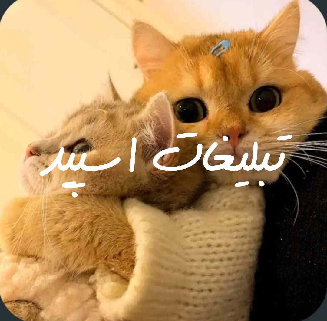 گروه چت سروش تلخ و شیرین 