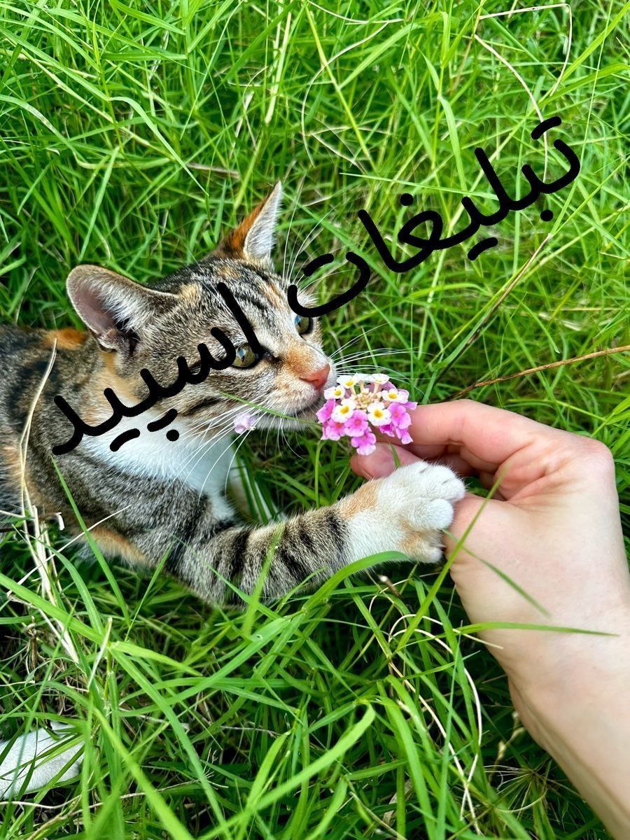 گروه چت تلگرام کلبه مهربونی