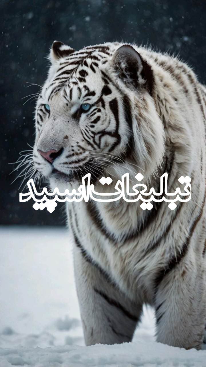 شب‌های زیبای بندر عباس (3)