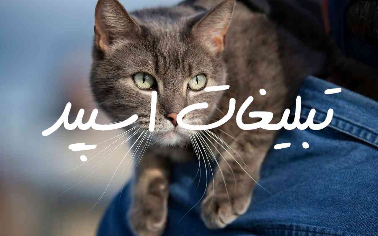 گروه چت تلگرام سرای عشق