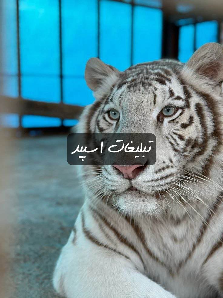 گپ تلگرام دورهمی رفقا