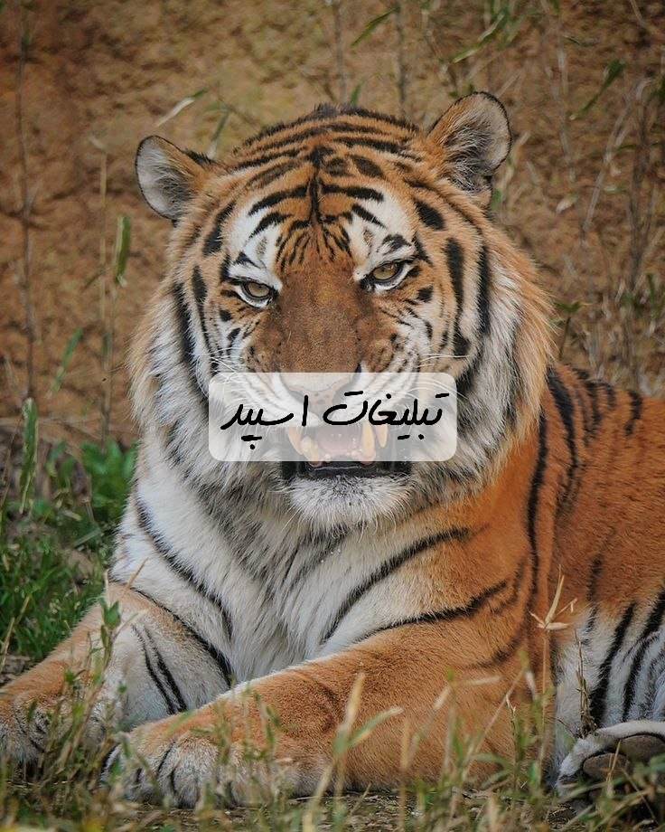 گروه تلگرام چتکده ی رویاهای آذربایجان شرقی