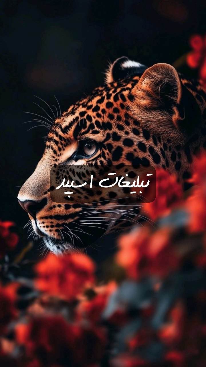گپ تلگرام TNT