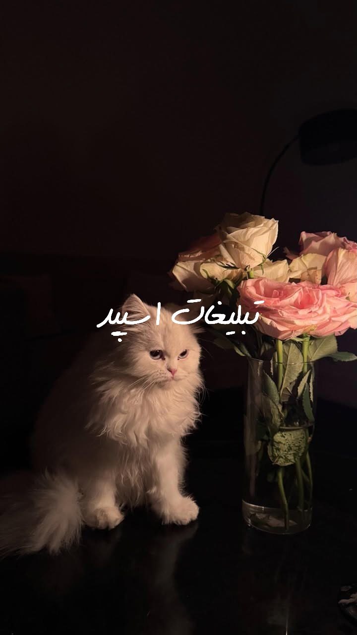 گروه تلگرام وایلد ولف