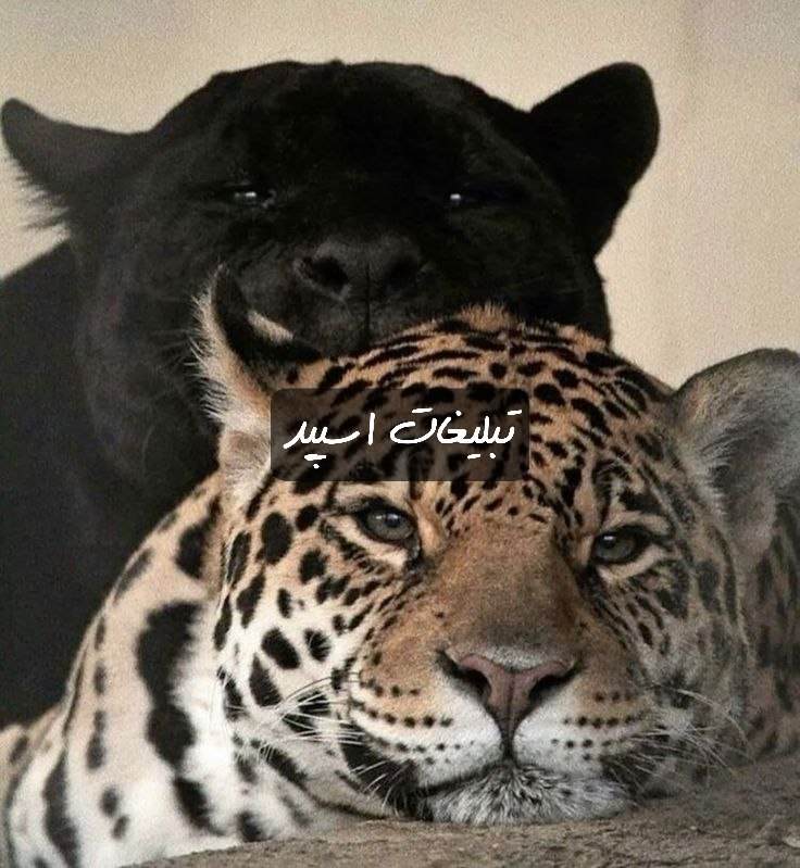 گروه تلگرام دوستان لاکچری گلپایگان