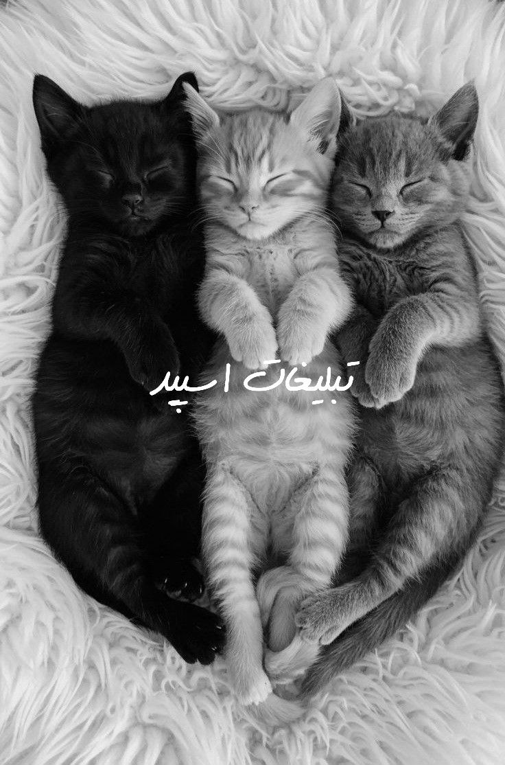 گروه تلگرام لاس و گاس