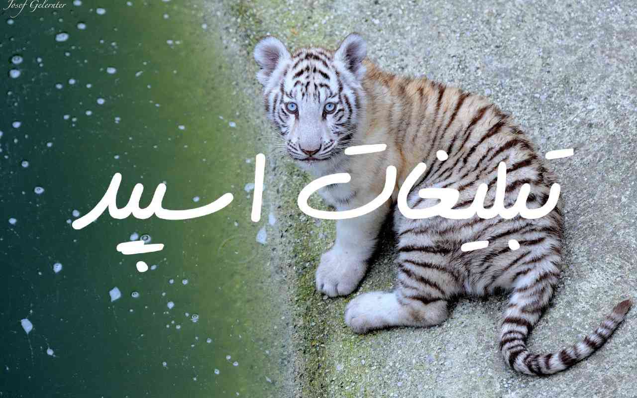 گروه چت تلگرام دورهمی عاشقانه