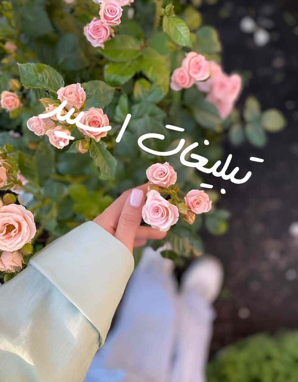 گروه چت تلگرام گل رز