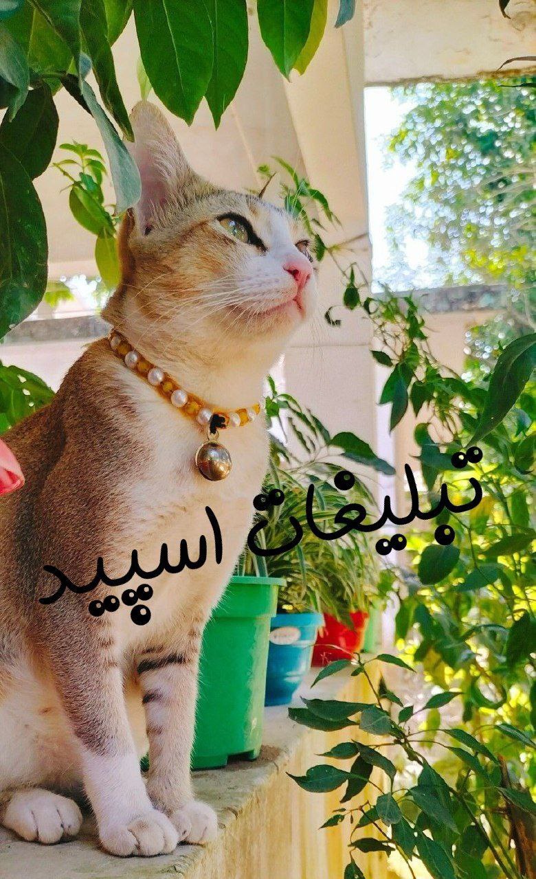 گروه چت تلگرام انگلیس سیتی