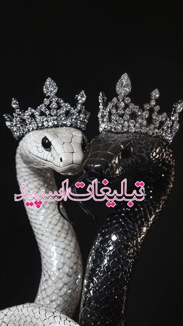 وایلد ولف (19)