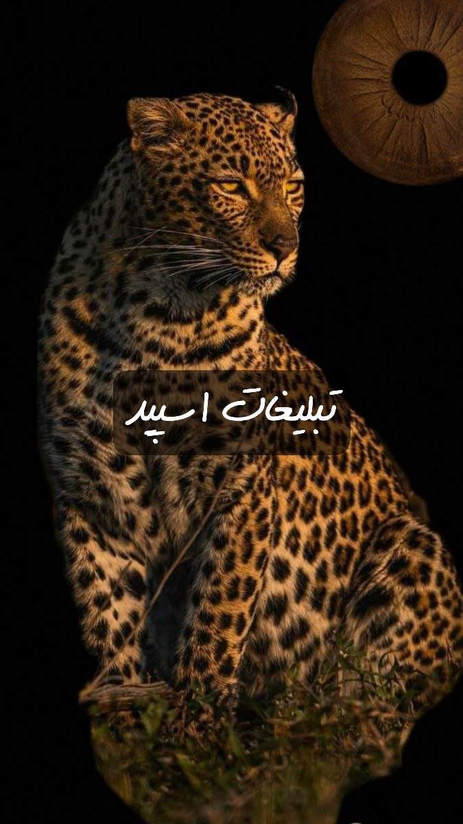 گپ تلگرام وایلدولف