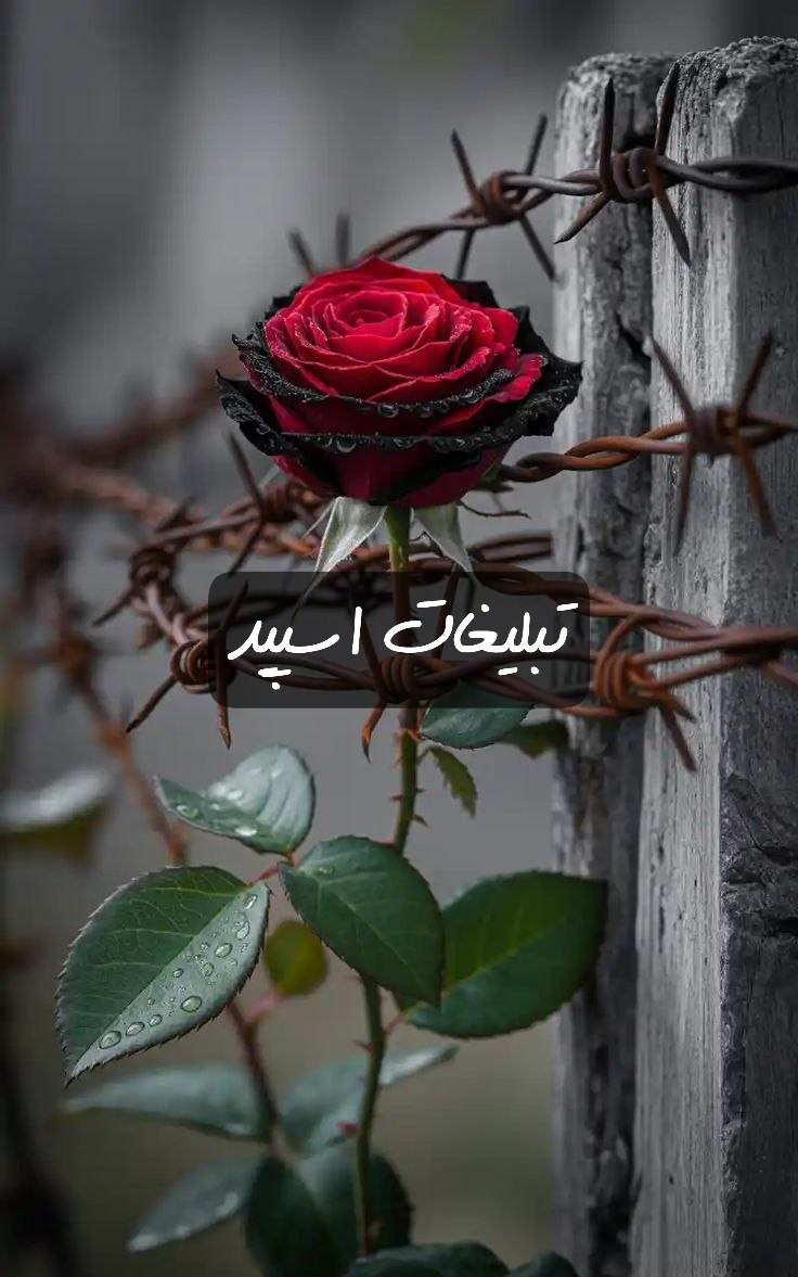 گپ تلگرام مورفین