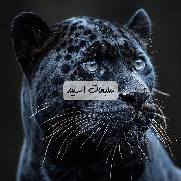 گروه تلگرام کابه دوستانه شیراز