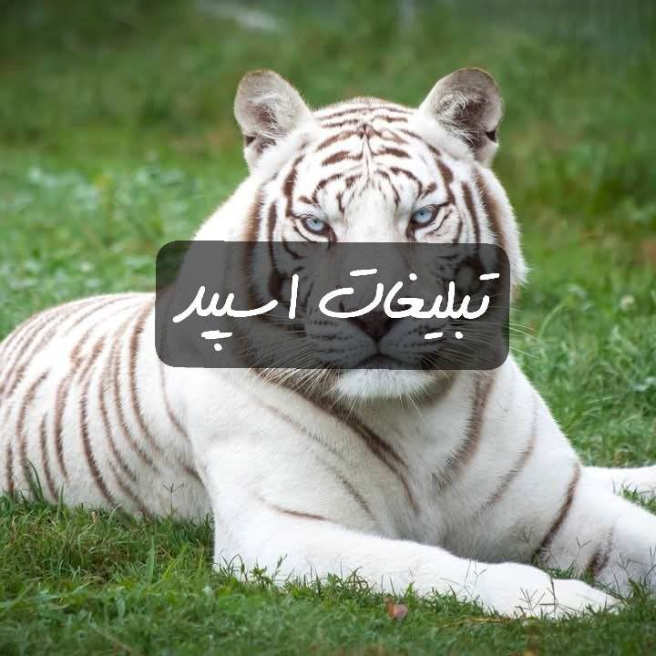 گپ تلگرام انگلیس سیتی