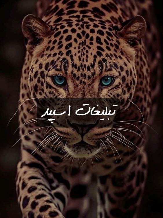 گپ تلگرام قصرسفید