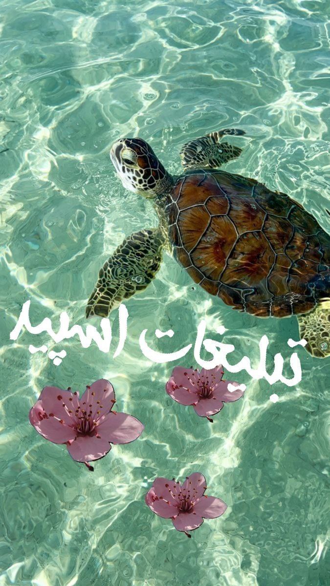 گروه چت تلگرام لوازم ارایشی و جامدادی