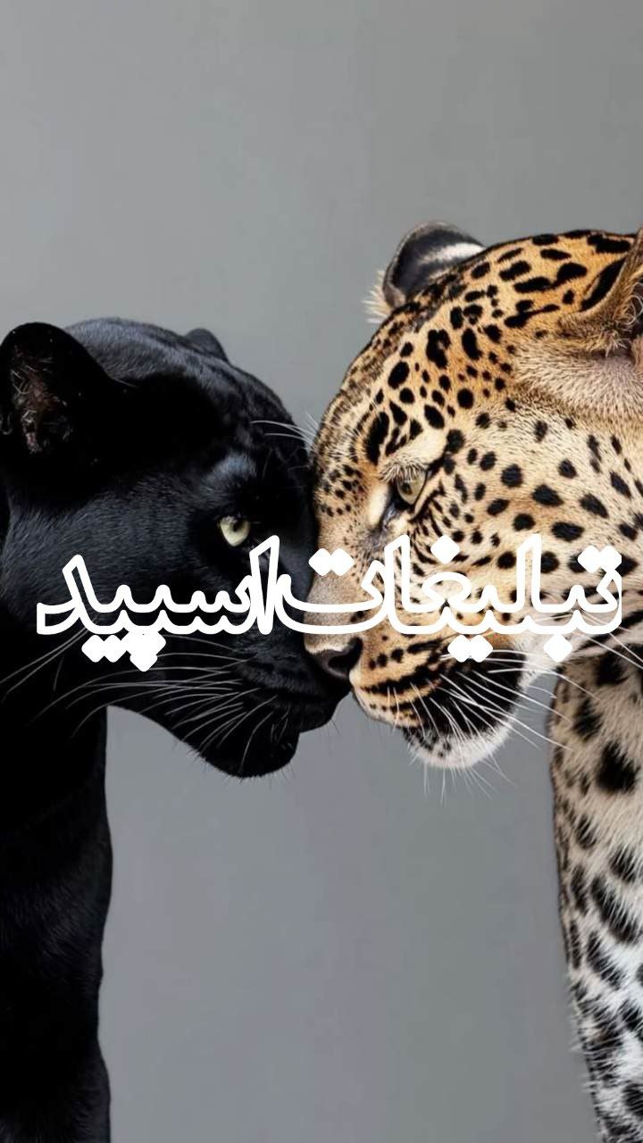 وایلد ولف (240)