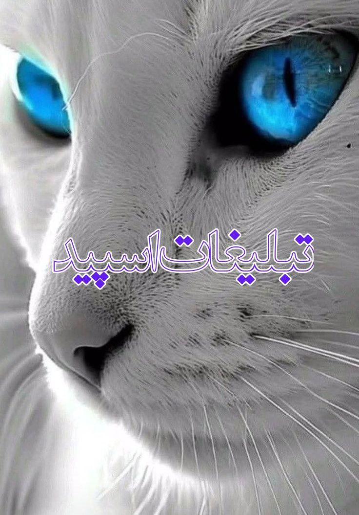 کافه خاص (5)