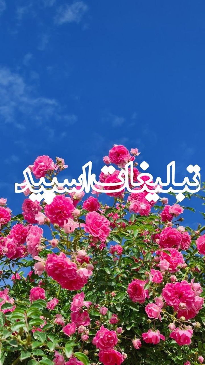 وایلد ولف (77)